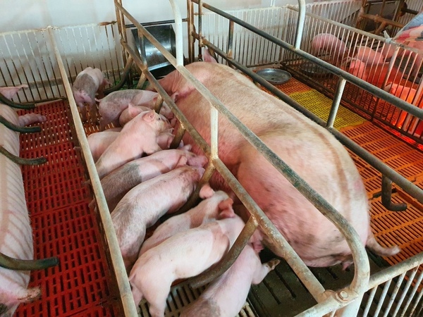 MYCOPLASMA SUIS TRÊN HEO: HIỂU RÕ HƠN VỀ MỐI ĐE DỌA ÂM THẦM NHƯNG NGUY HIỂM